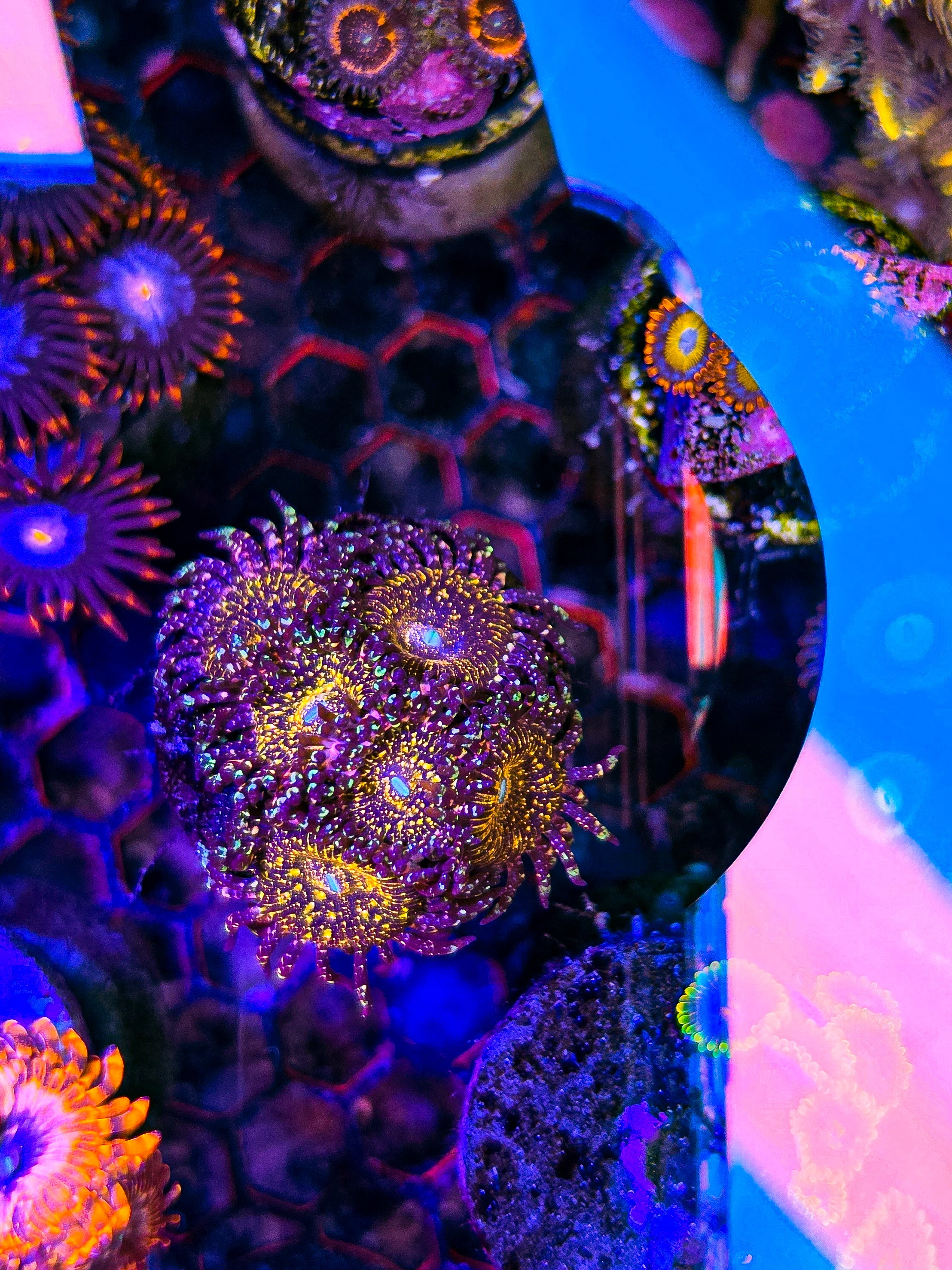 Jf Acid Trip Zoa Mini Colony