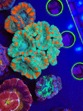 Asian Glow Acan Mini Colony
