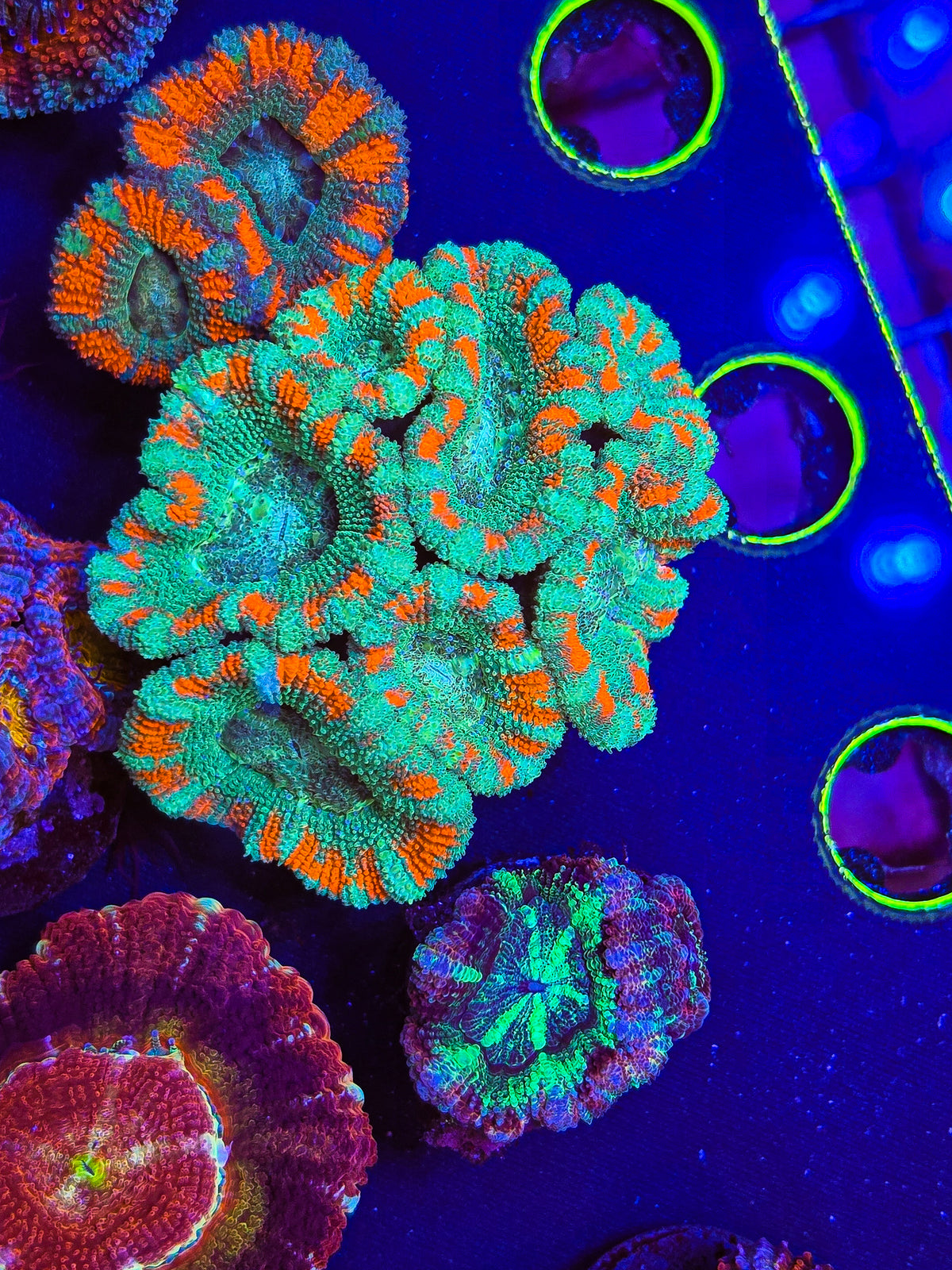 Asian Glow Acan Mini Colony