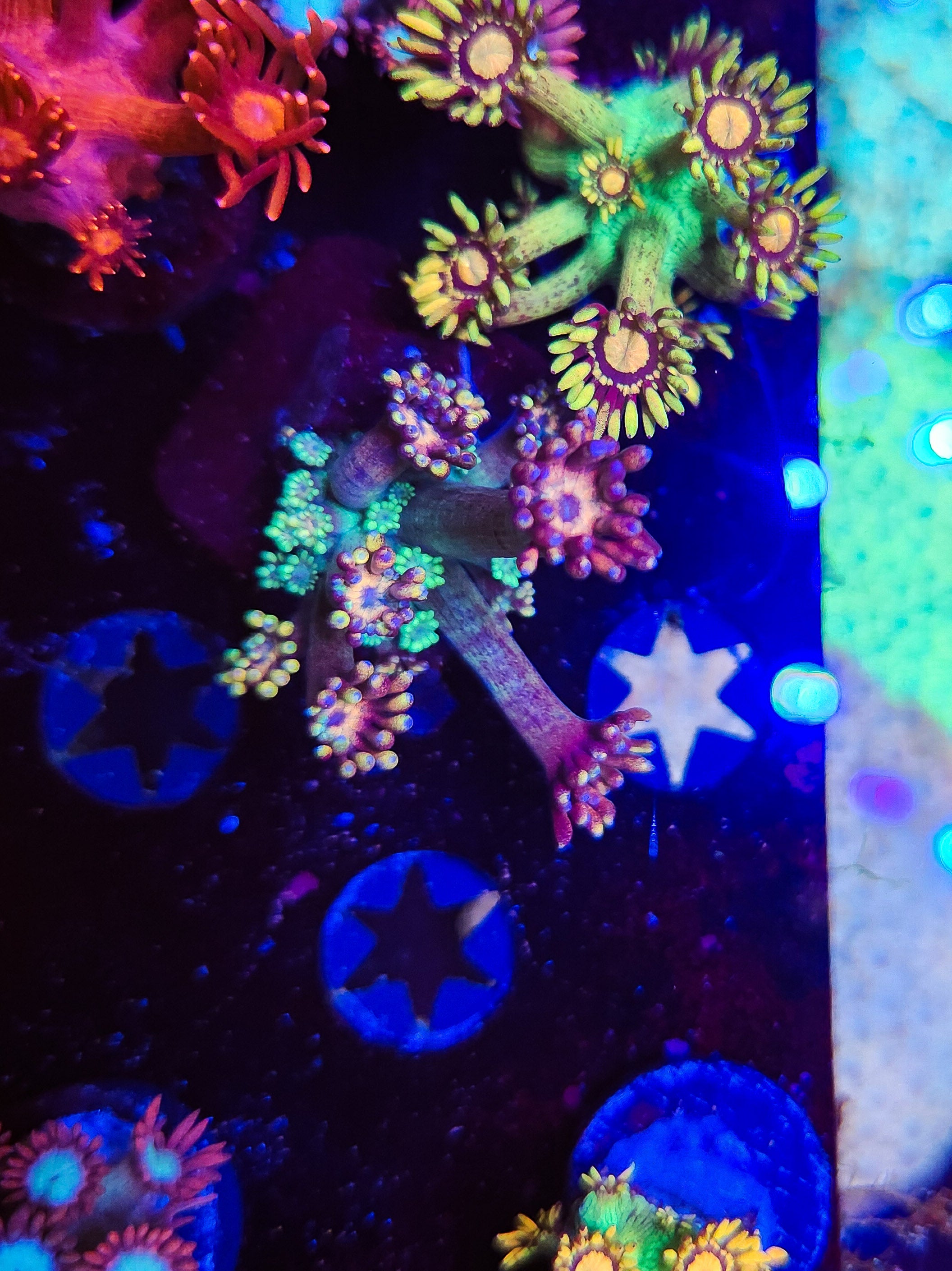 DR Kaleidoscope Goni