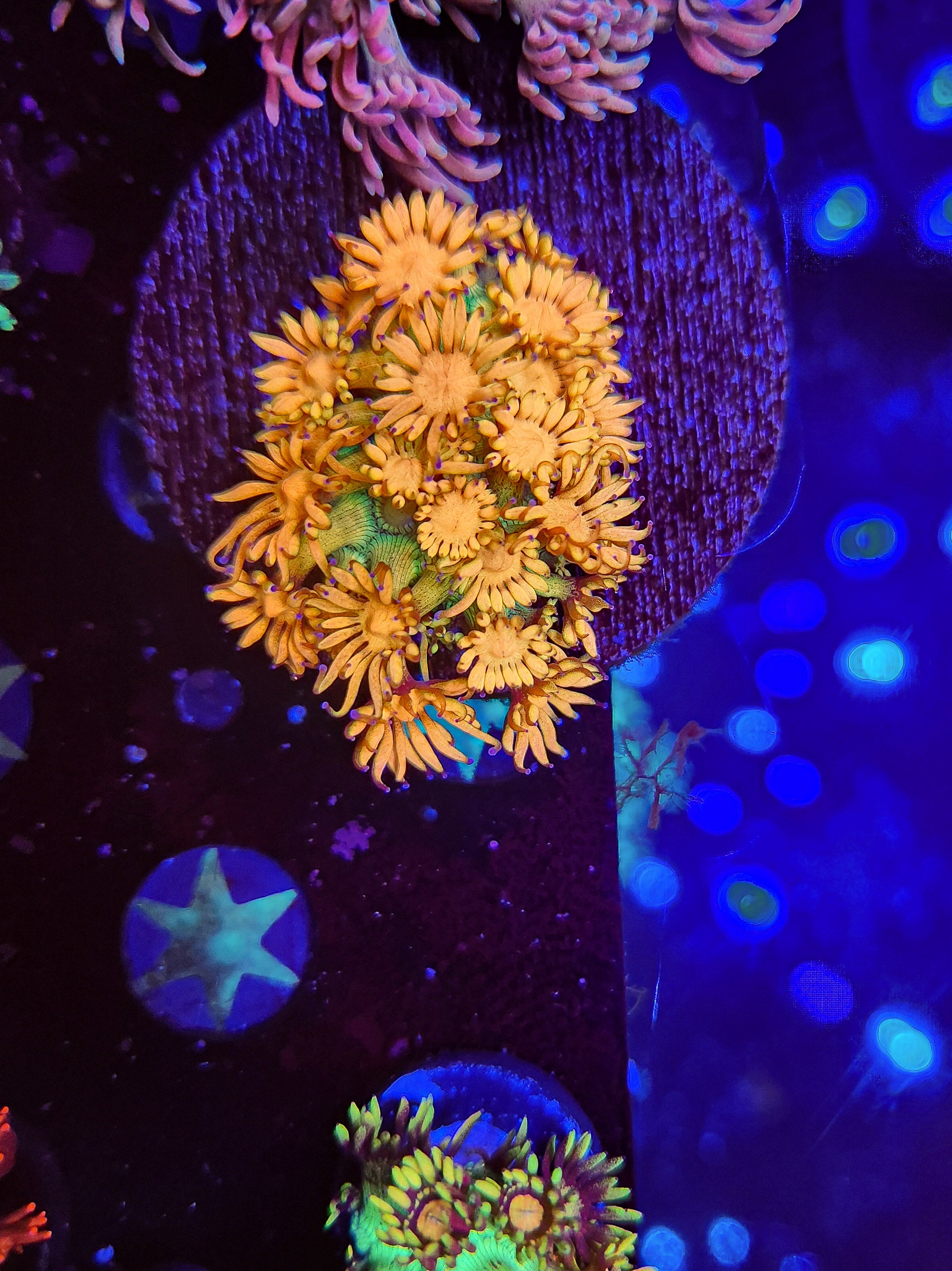 DR Nuclear Sunset Goni Mini Colony-Insanely Bright!