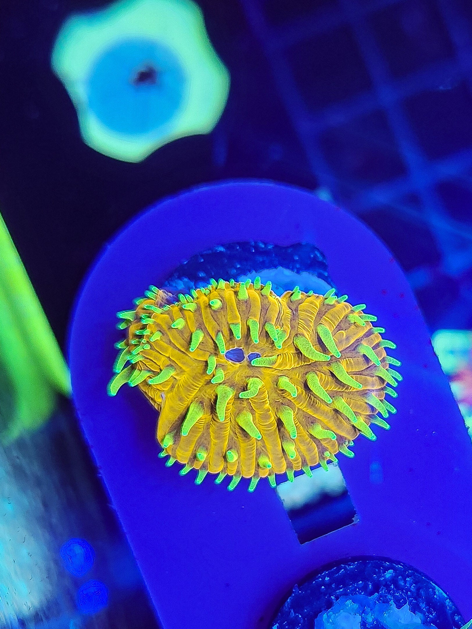 TSA Blazing Sun Cycloseris