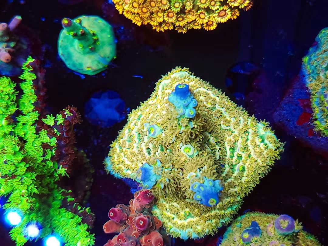 BC Rainbow Brite Mini Colony Acro