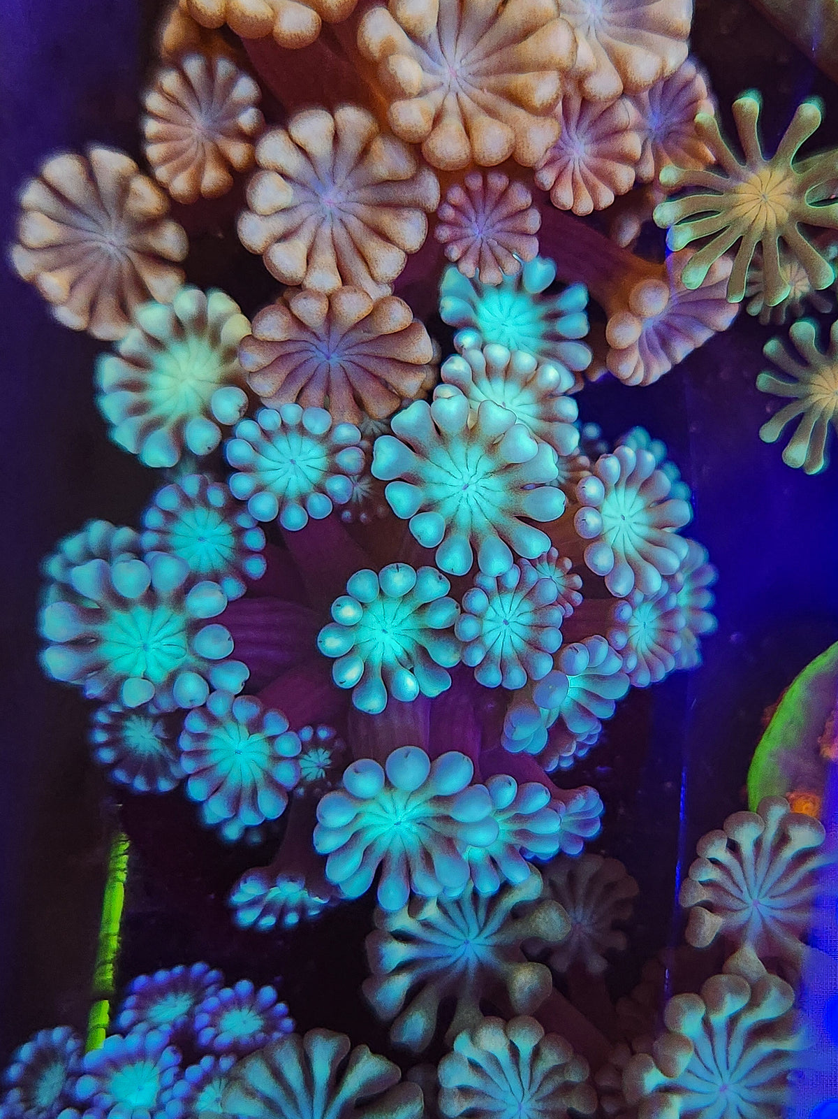 Blueberry Alveopora