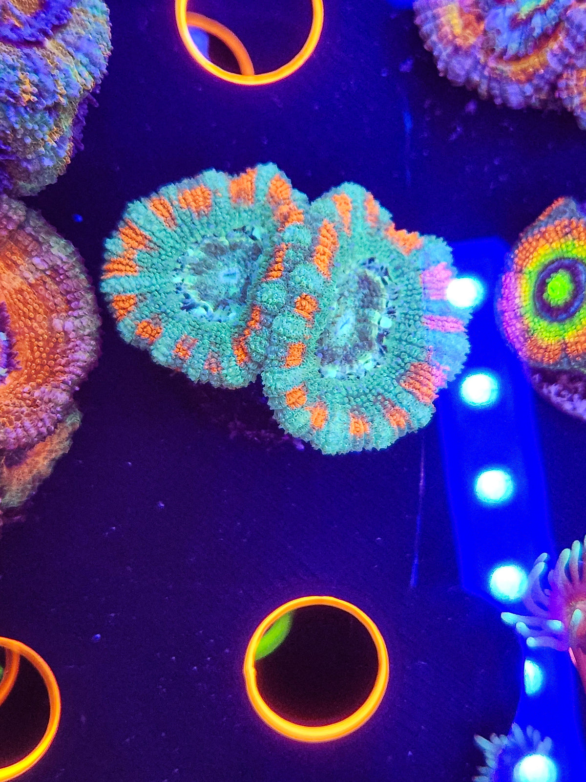DR Asian UFO Acan w/babies!!