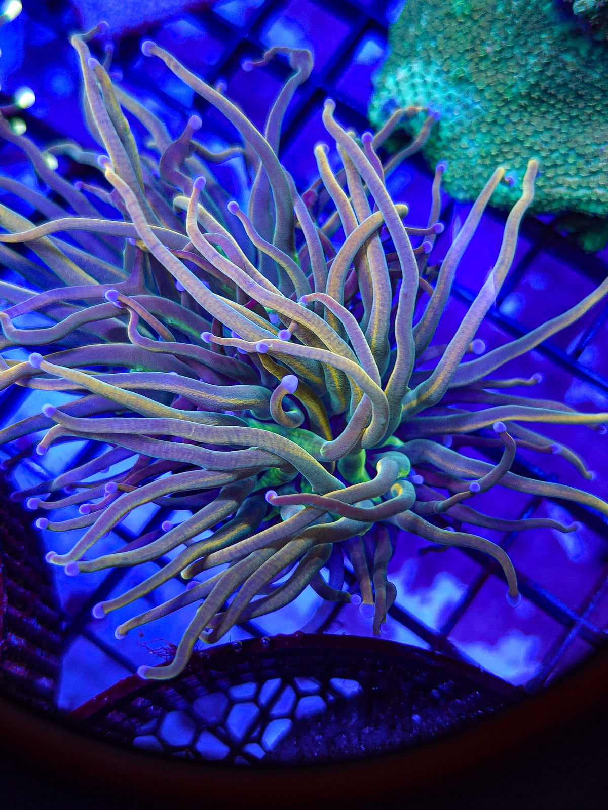 2H Dragon Tamer Torch - WI locally grown!