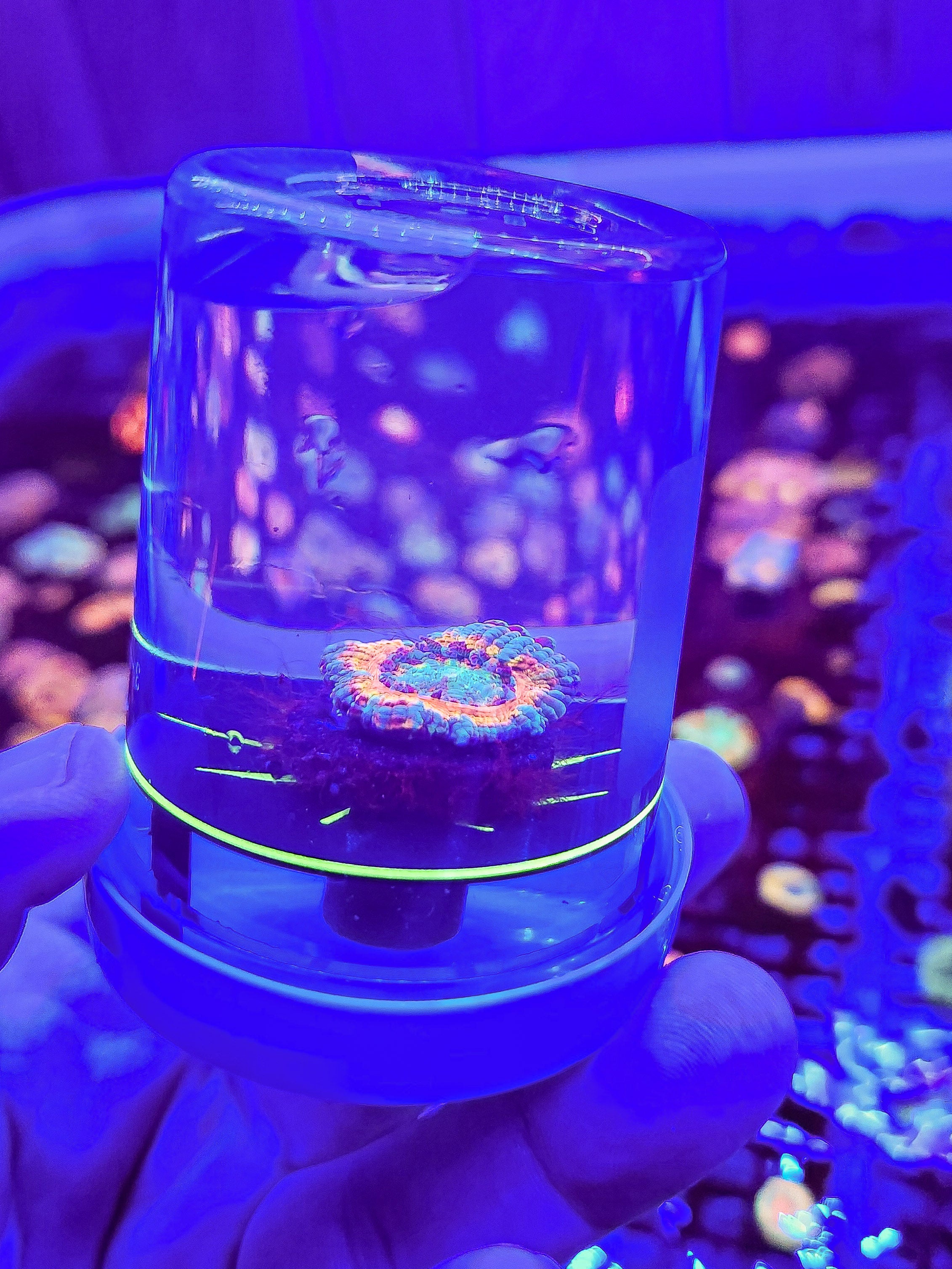 STL:  Specimen Cup Transport Lock for Reef Corals
