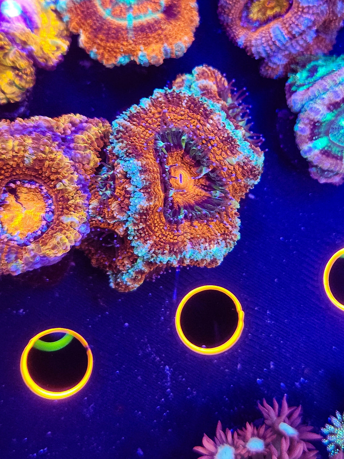 Red Monster Acan