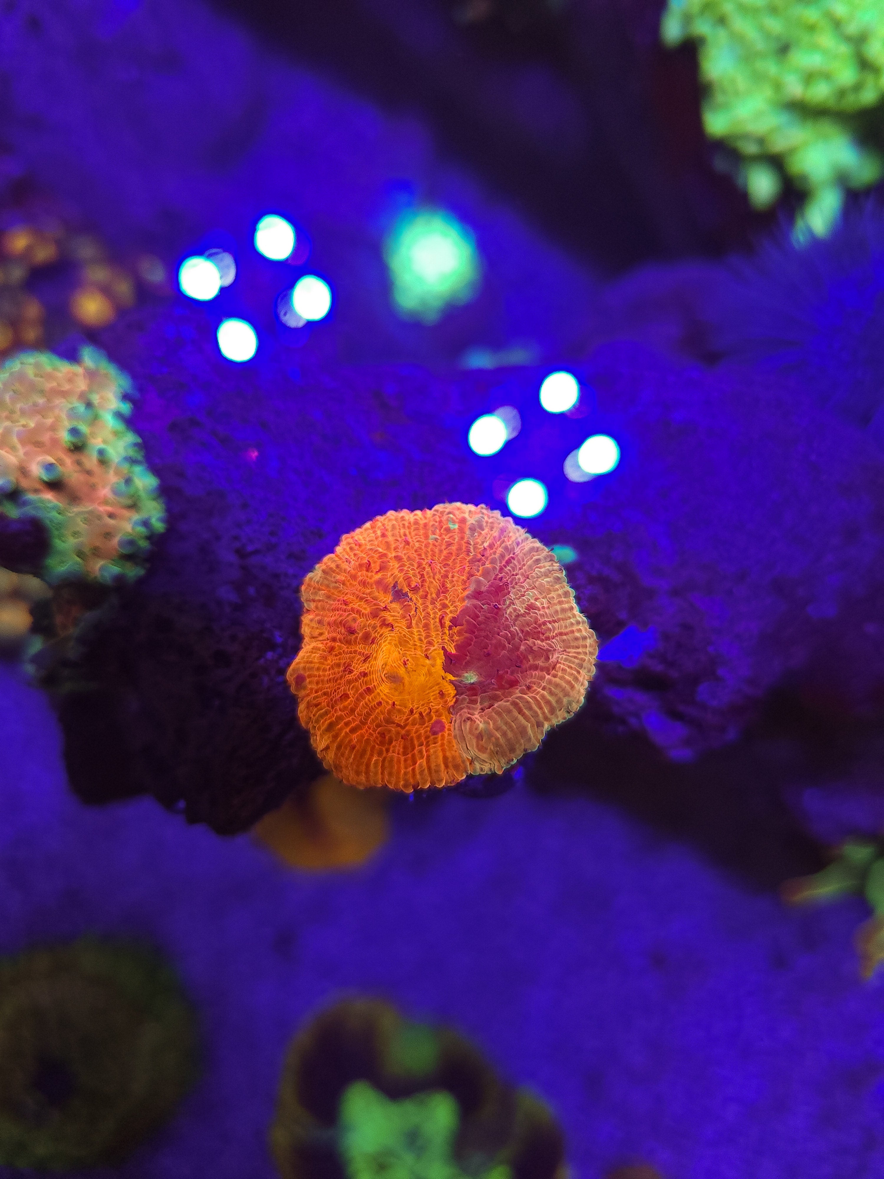 WWC Diablo Diaseris Plate multi-color