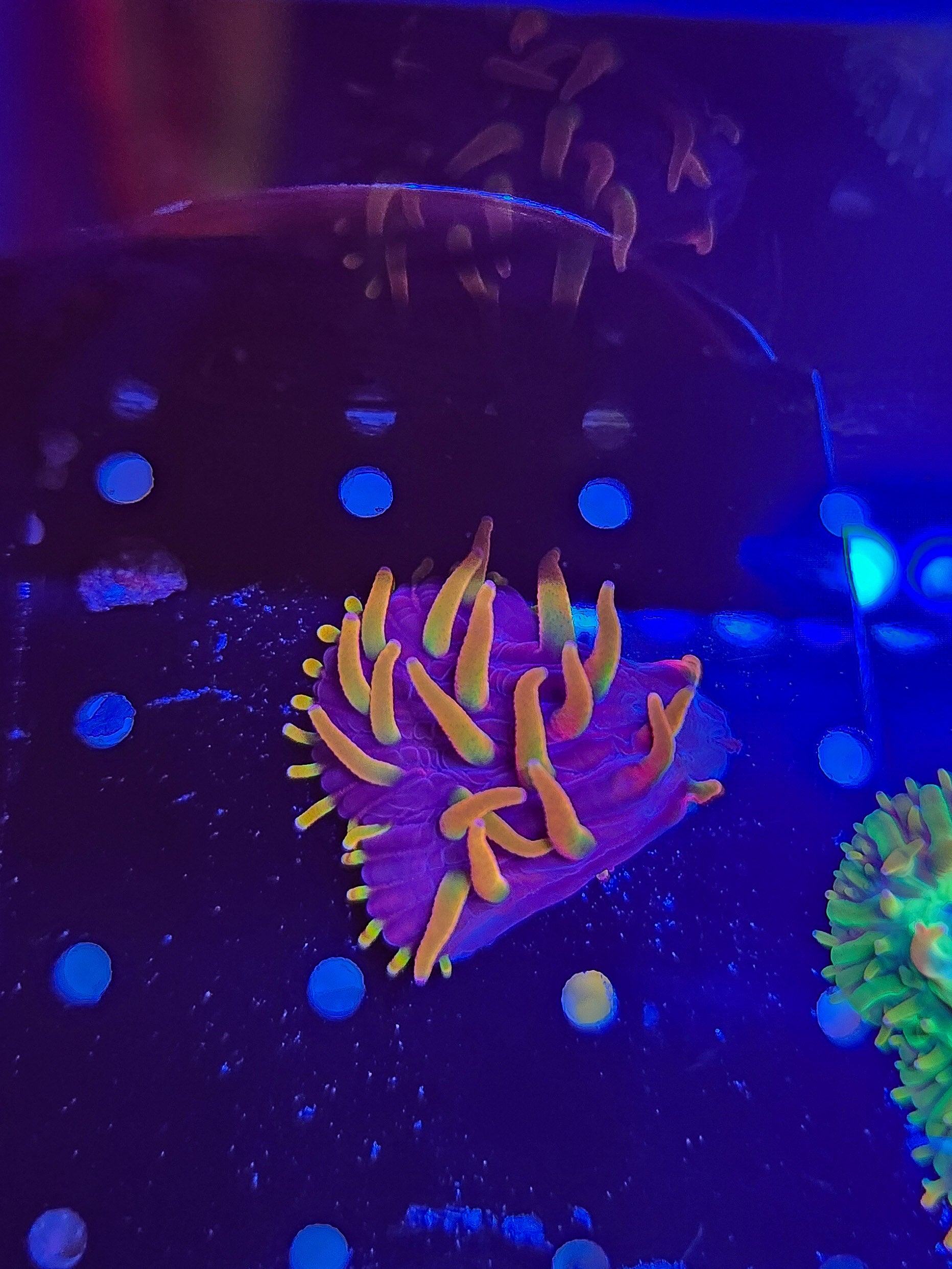 DR Phantom Flame Diaseris Plate