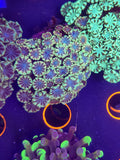 Rainbow Alveopora