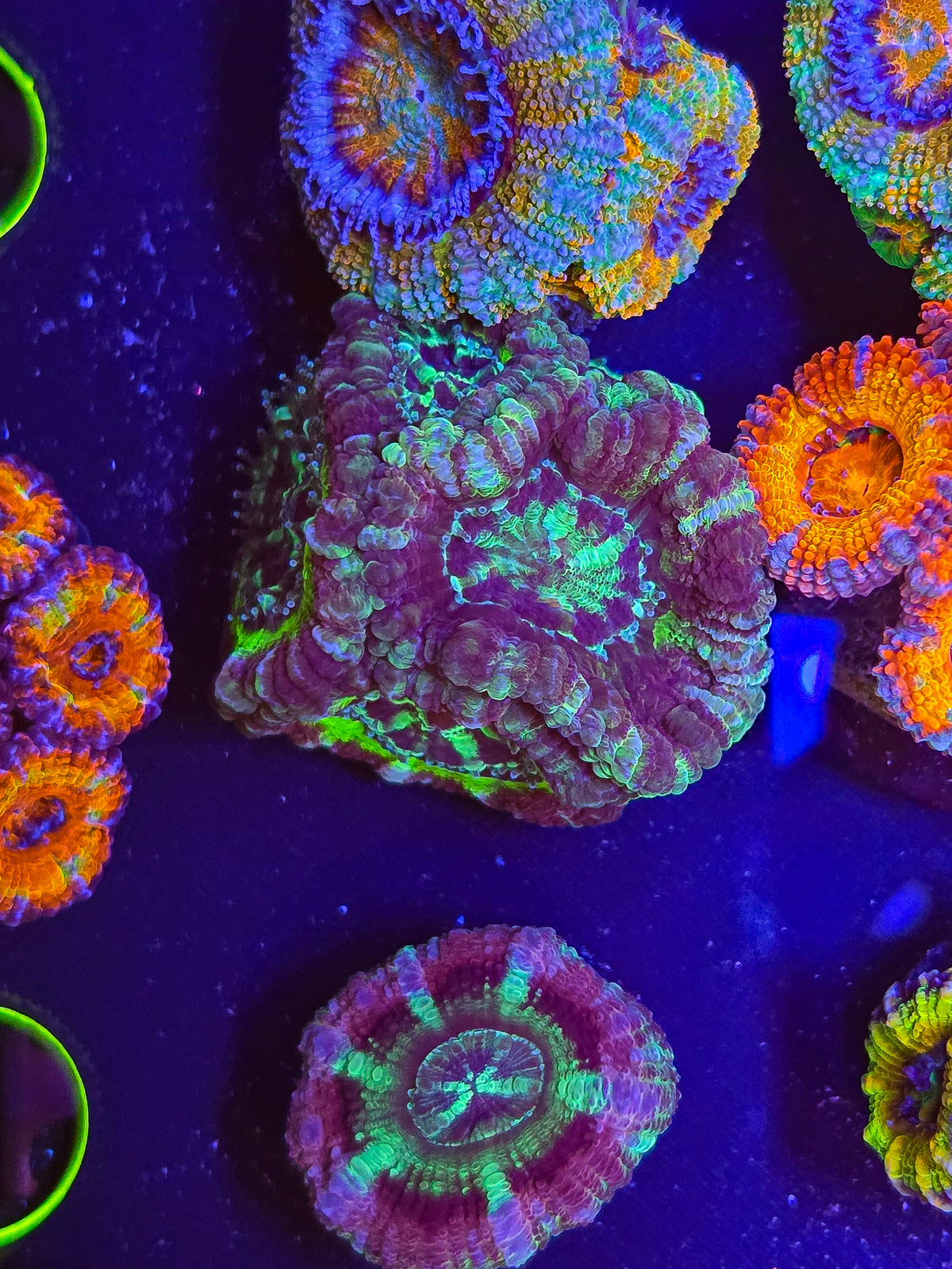 Purple Splatter Asian Axan