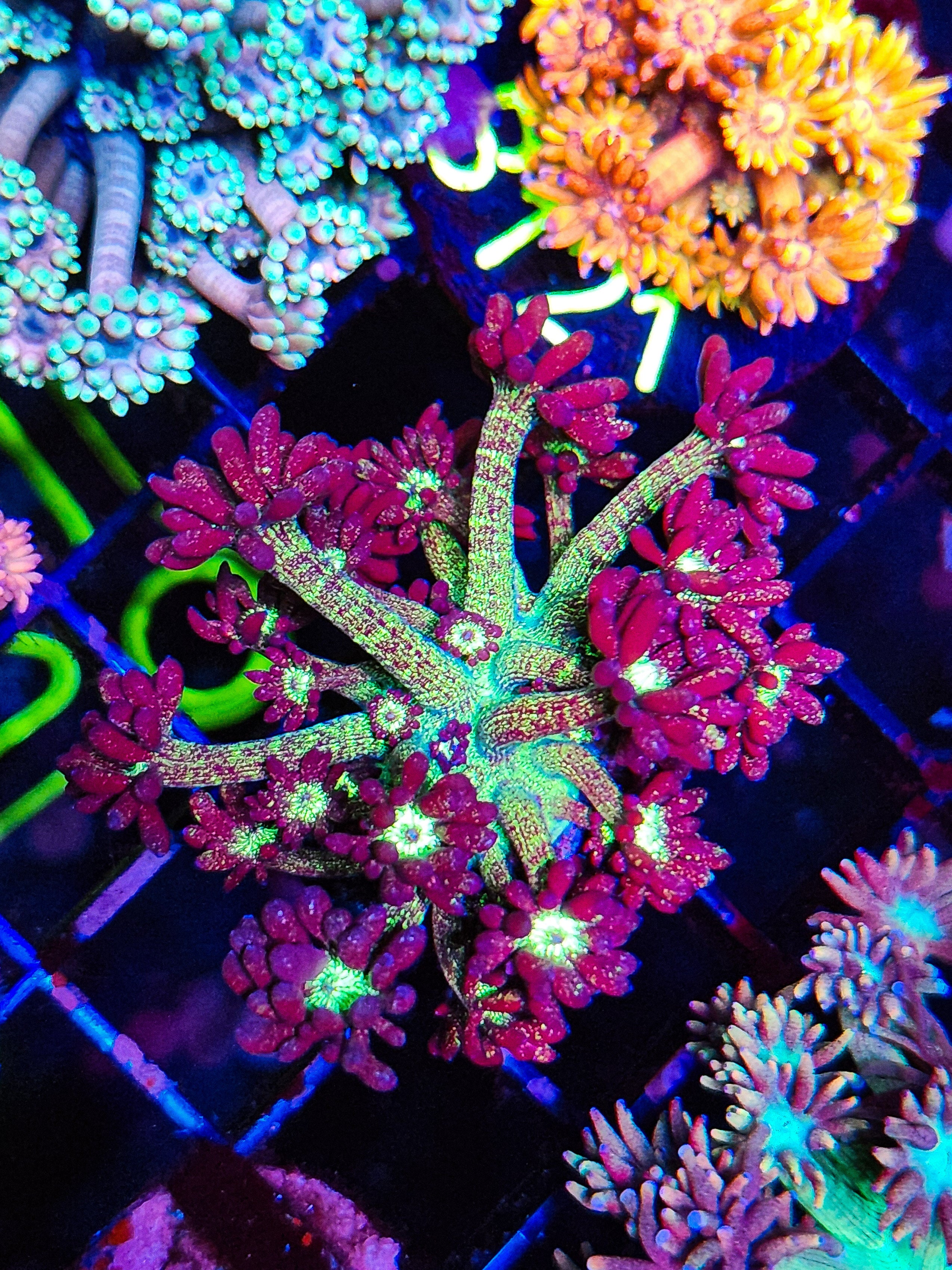 MOAG "Mother of All Glitter" Goniopora