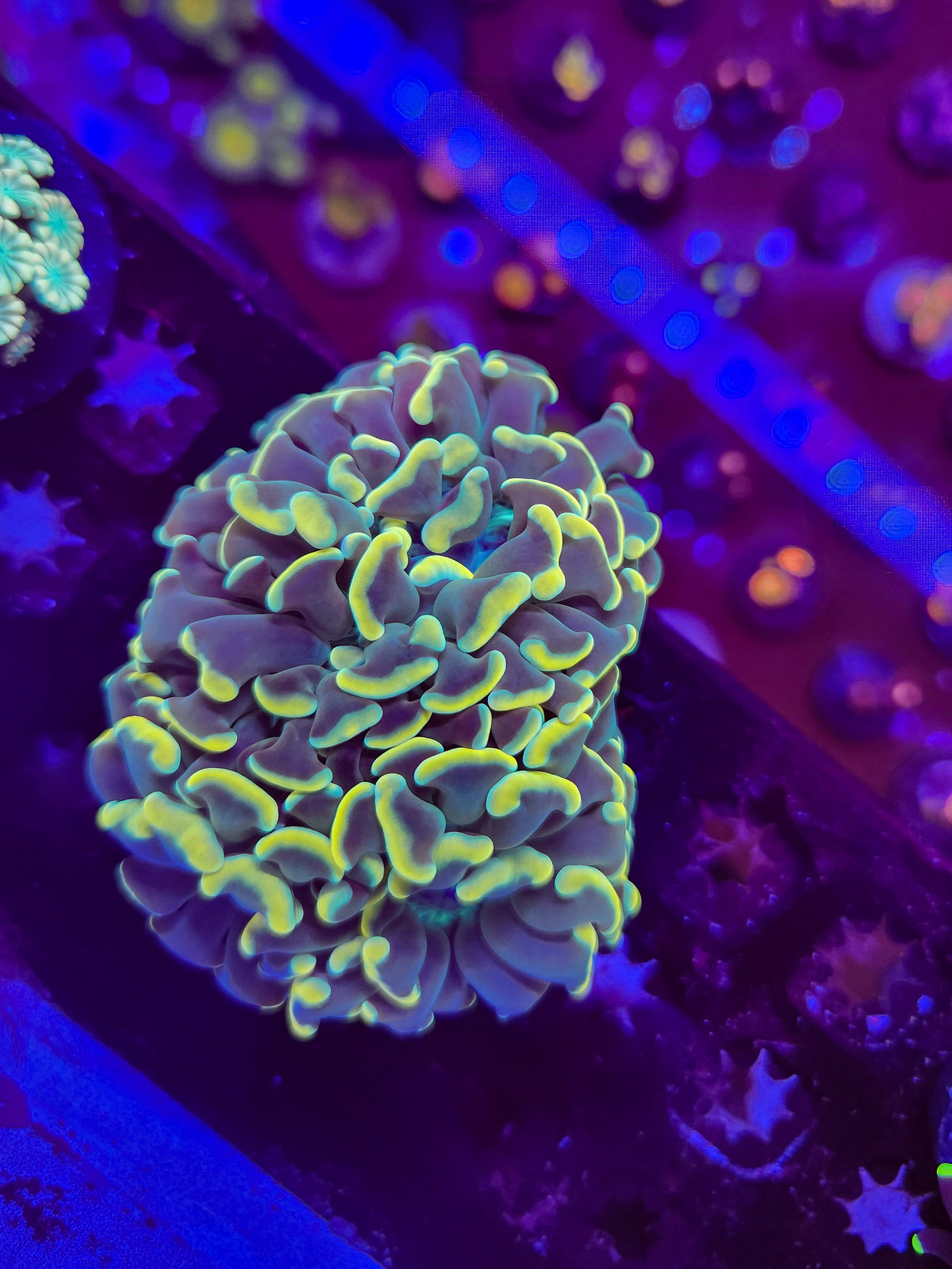 Teal and Yellow multi head Hammer(LG)- WI locally Grown