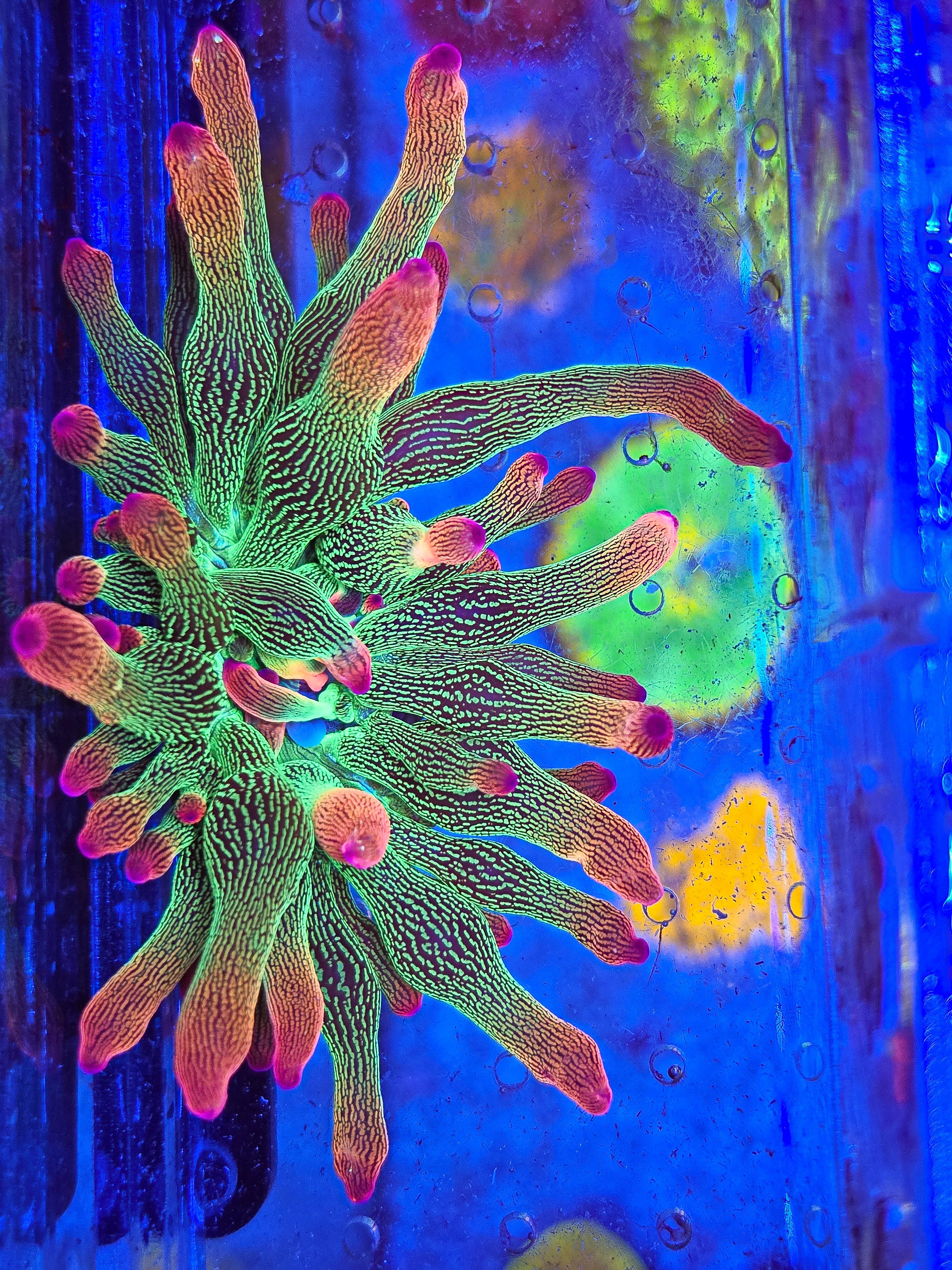 DR Rainbow Acid Rain Anemone