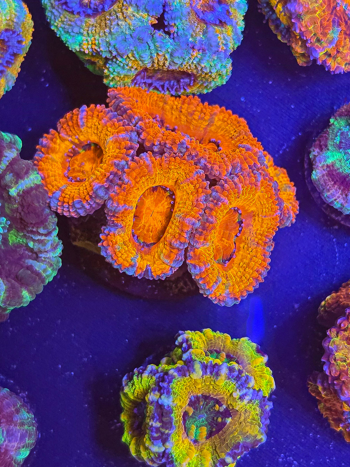 Rainbow Aussie Acan - locally grown