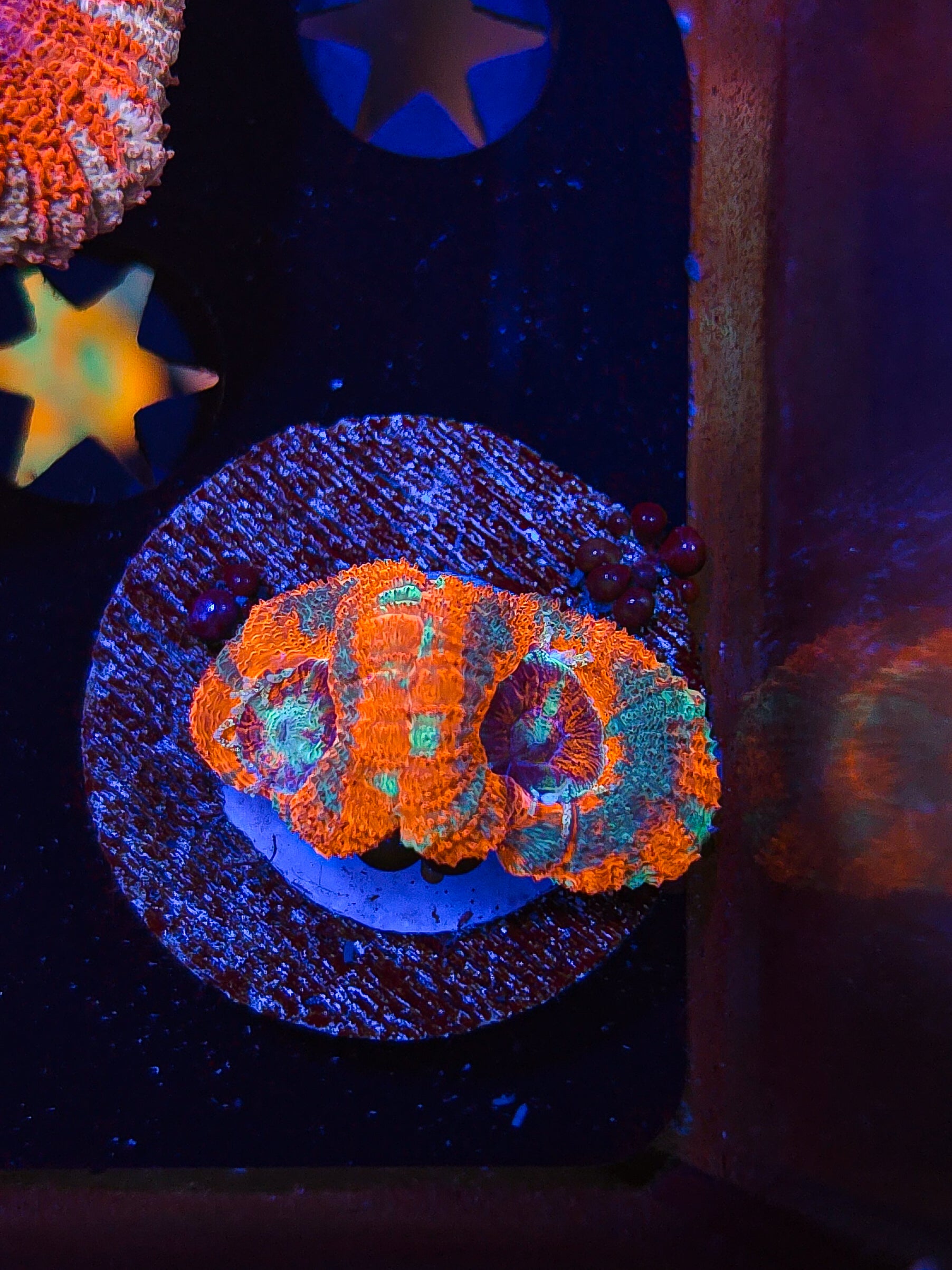 Goku Asian Acan