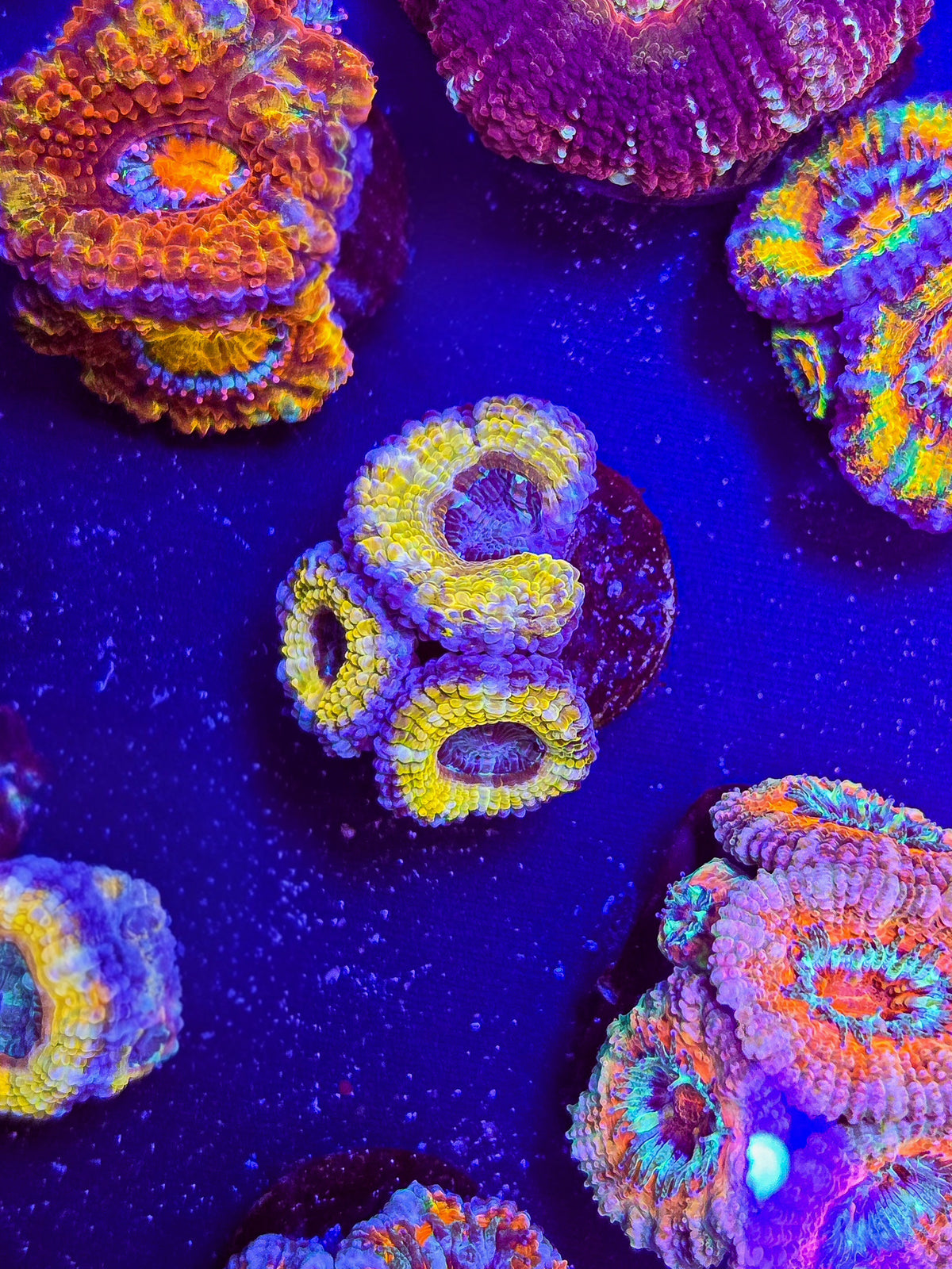 Sapphire Core Acan