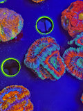Red Rim Acan