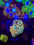 Rainbow Alveopora