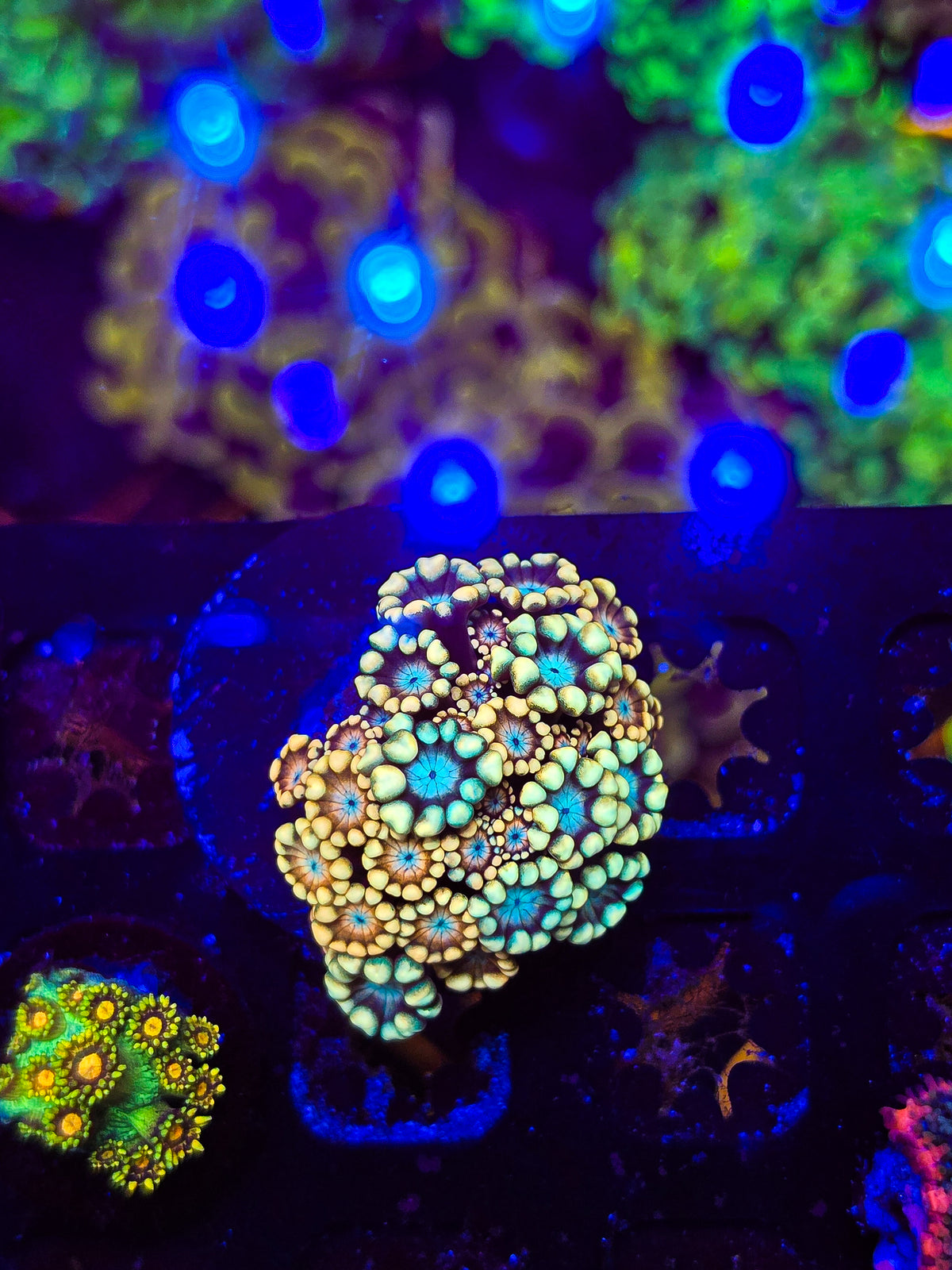 Rainbow Alveopora