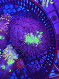 DR GlowBug Plate LG!