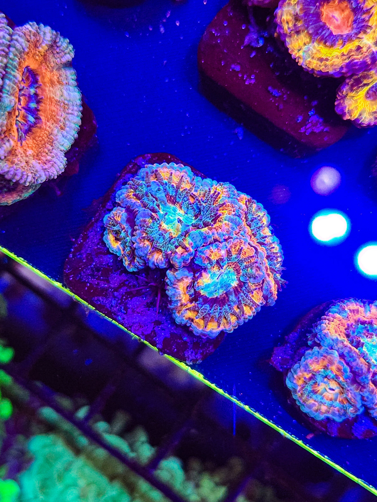 Circus Rainbow Acan w/babies! - locally born