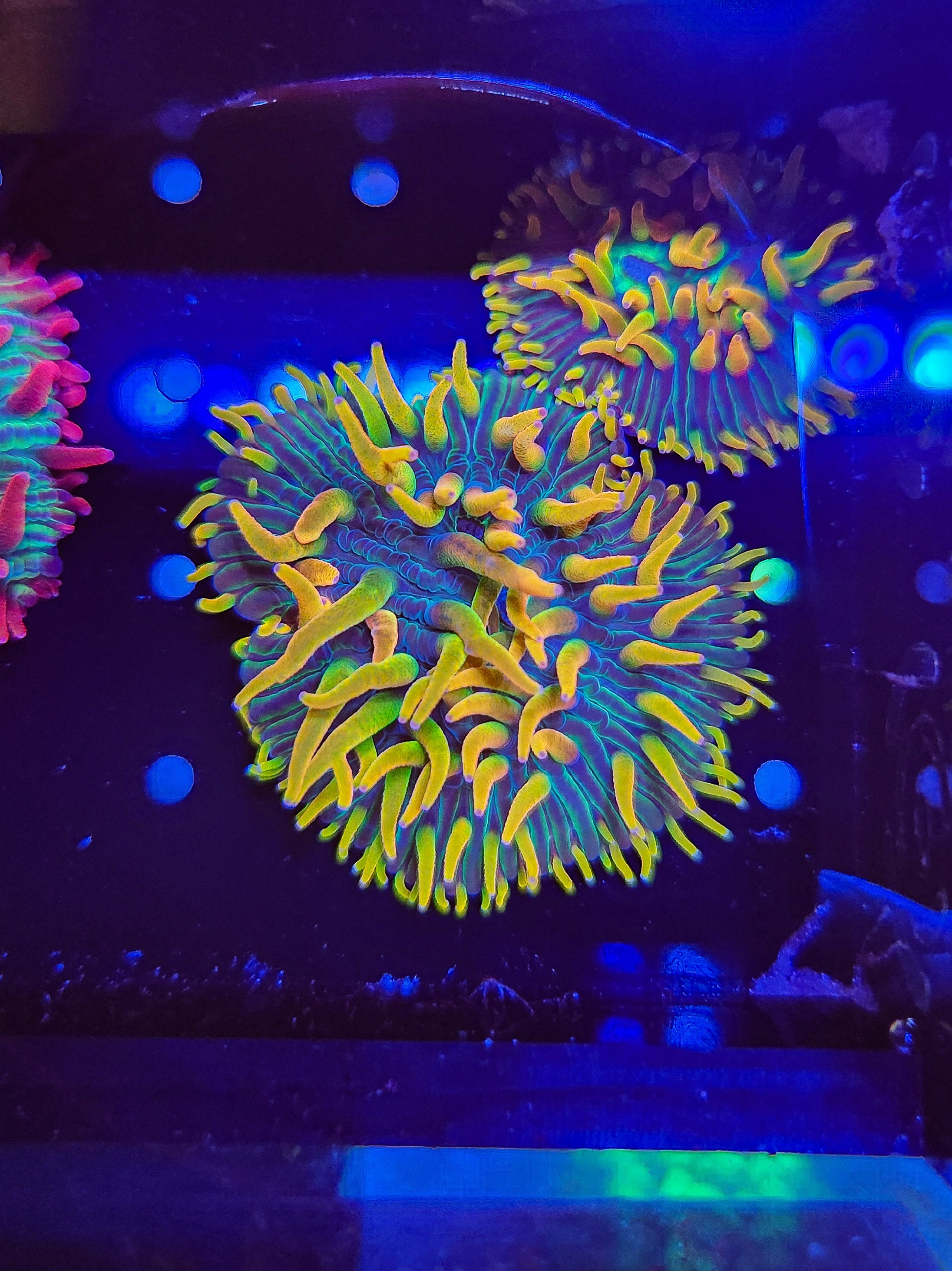 Rainbow Diaseris Plate