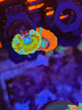 Asian Glitter Acan