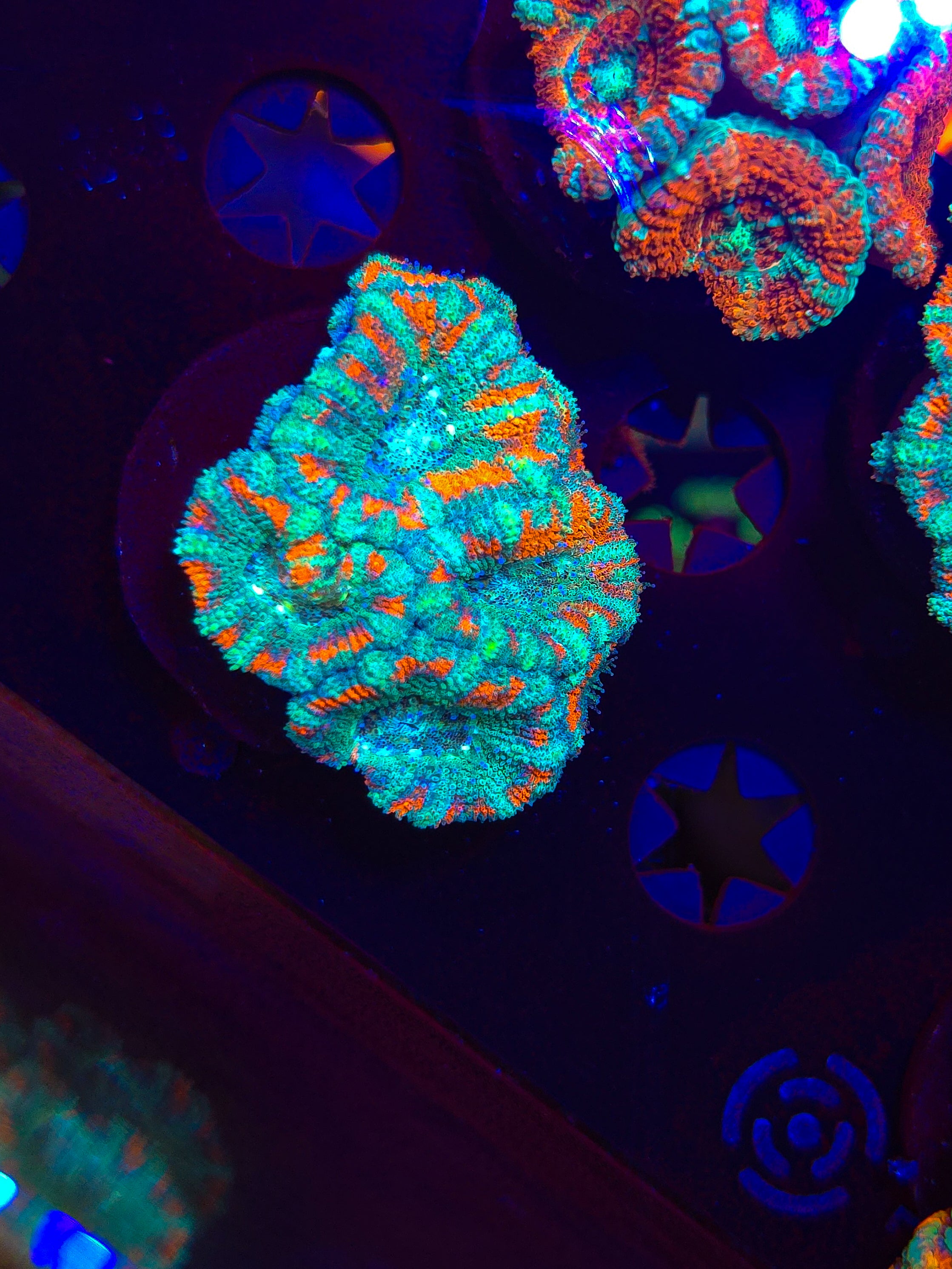 Asian Acan Chunky!