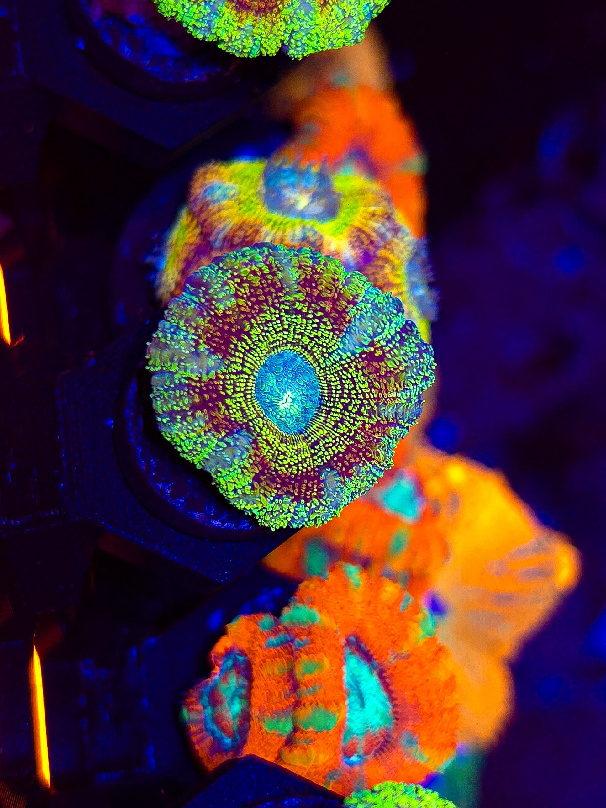 DR Exclusive Glitter Asian Acan