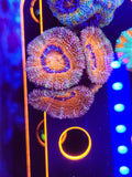 DR Aphrodite Acan w/babies!!!