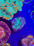 Purple UFO Asian Acan
