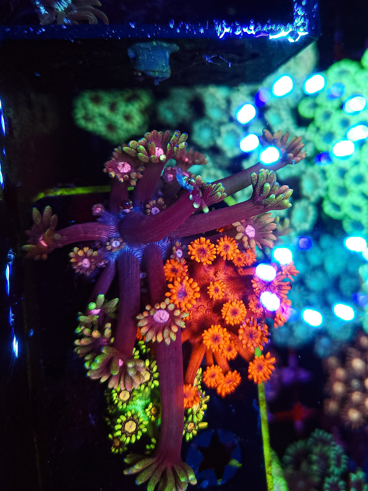 DR Aphrodite Goni - WI Grown