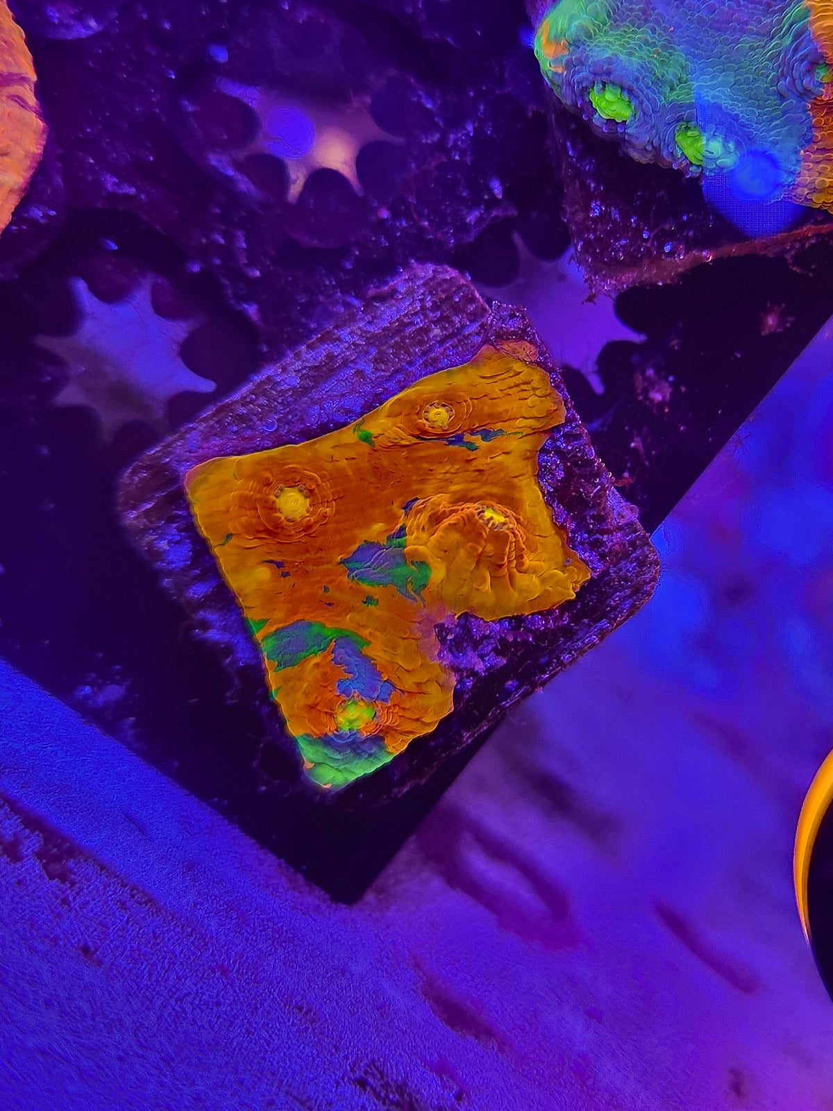 Rainbow Chalice 2