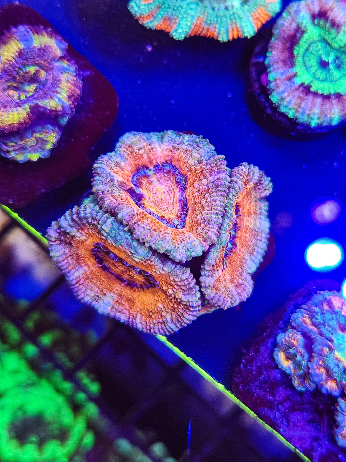 DR Pastel Acans - pink and purple! W/babies! - locally born