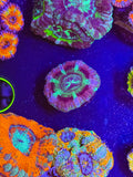 Purple Asian UFO Acan