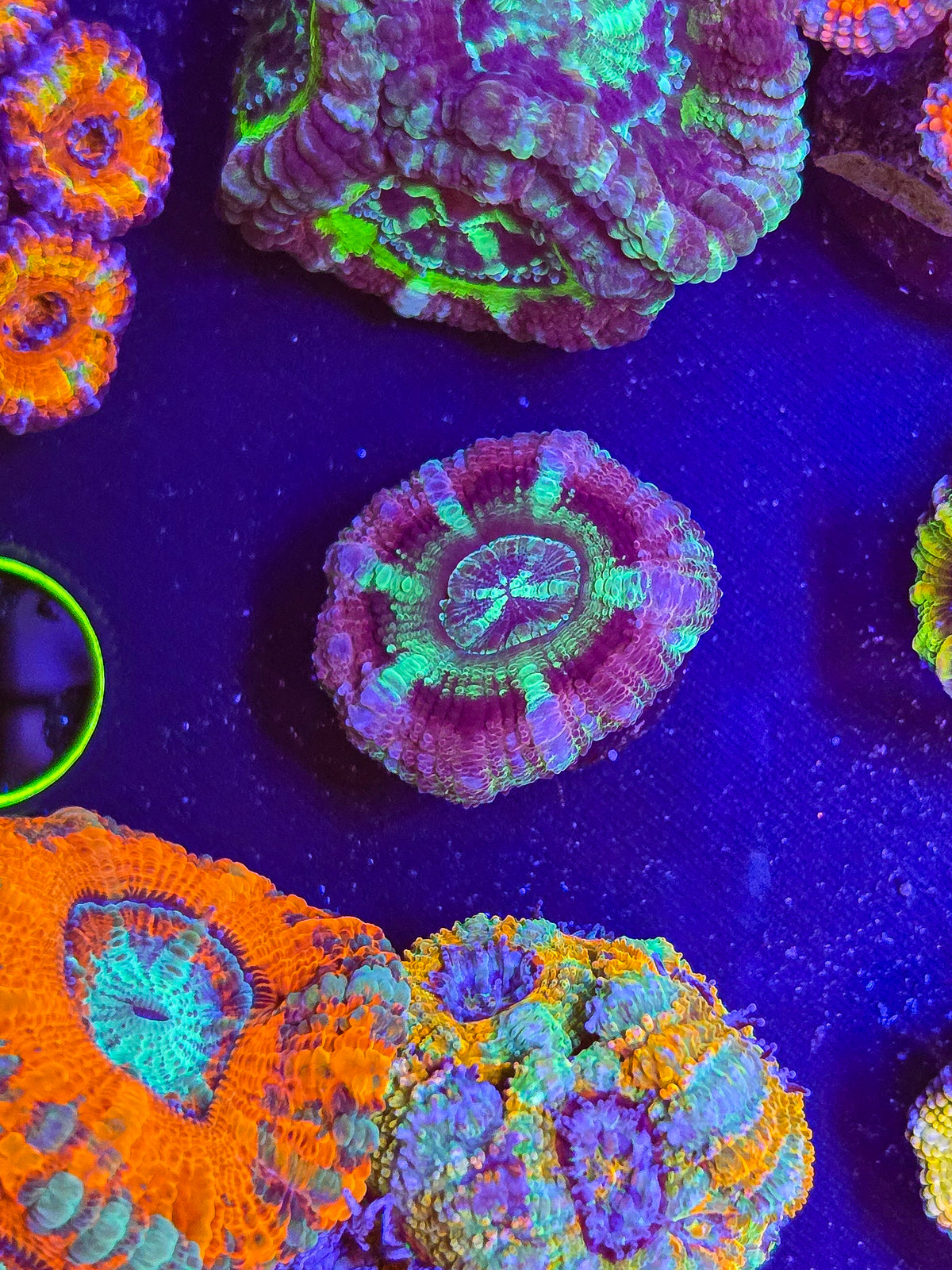 Purple Asian UFO Acan