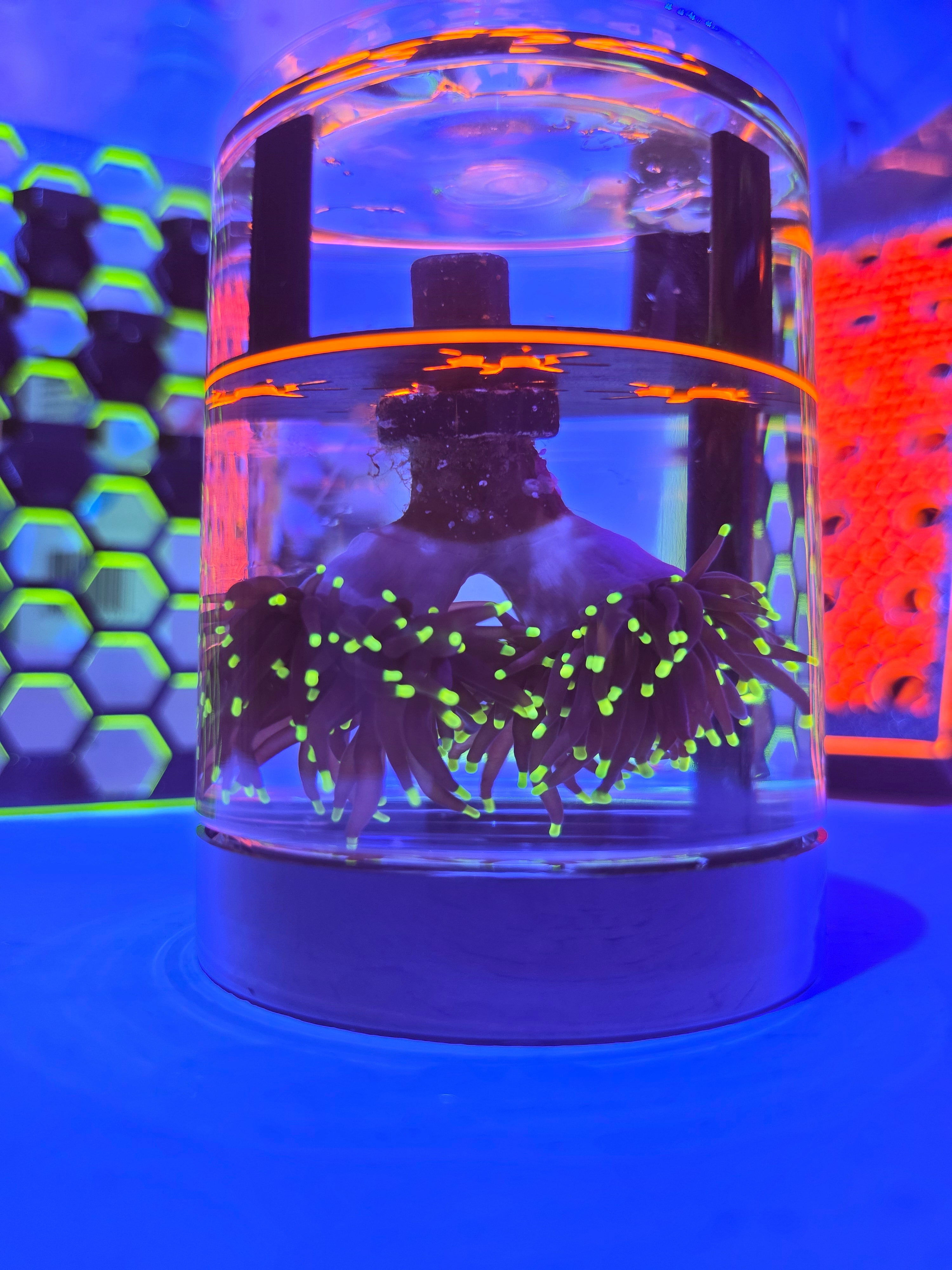 STL:  Large Coral Cup Shipper for Torches, Hammers & Acros | Holds 5 Frags Securely