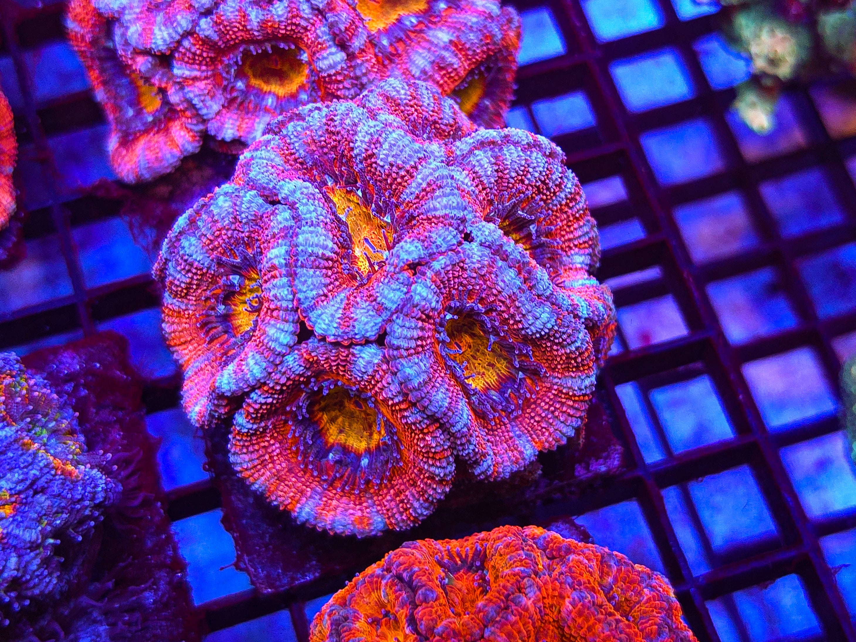 Bright Pink & Yellow Acan colony - Fully Aquacultured!!