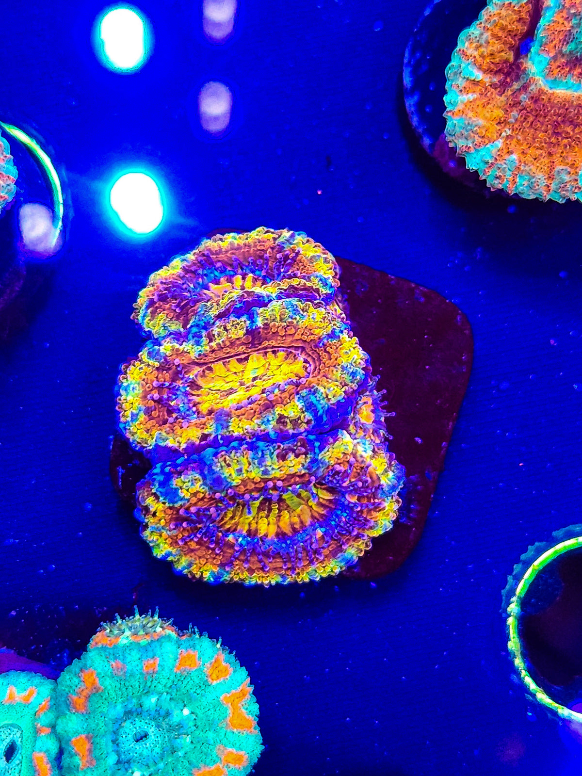 Insane Rainbow Acan w/babies - locally born