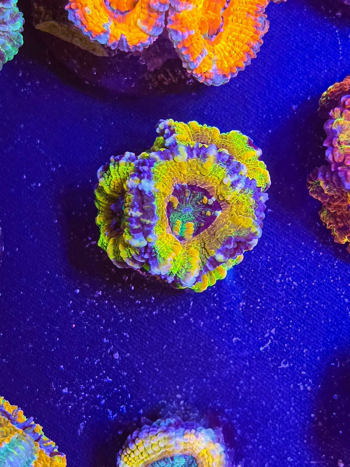 DR Yellow Latern Acan Mini colony-insanely huge polyps and bright