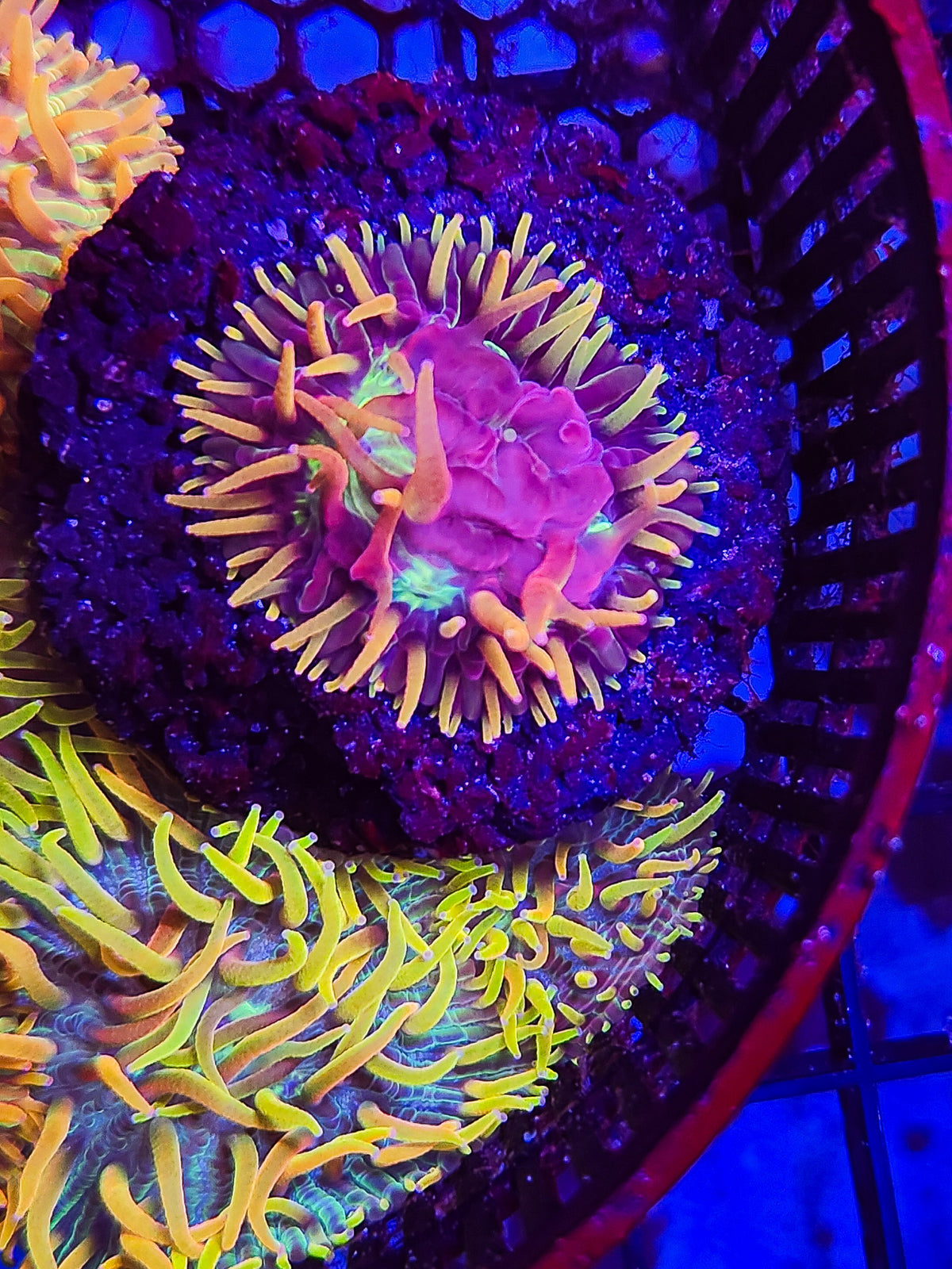 DR Dragon Fruit Plate