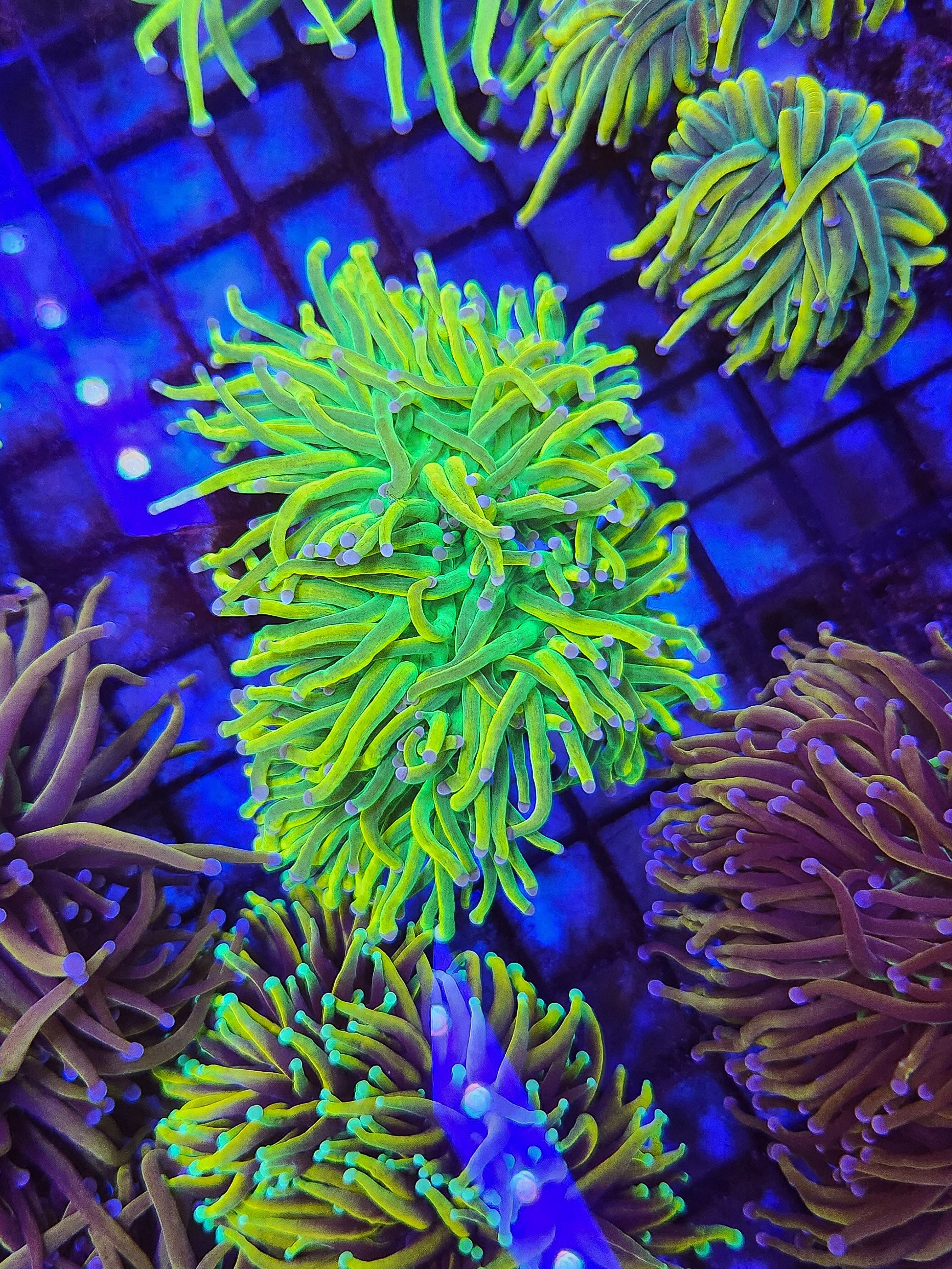 2Head RR Holy Grail Torch(WI Grown)