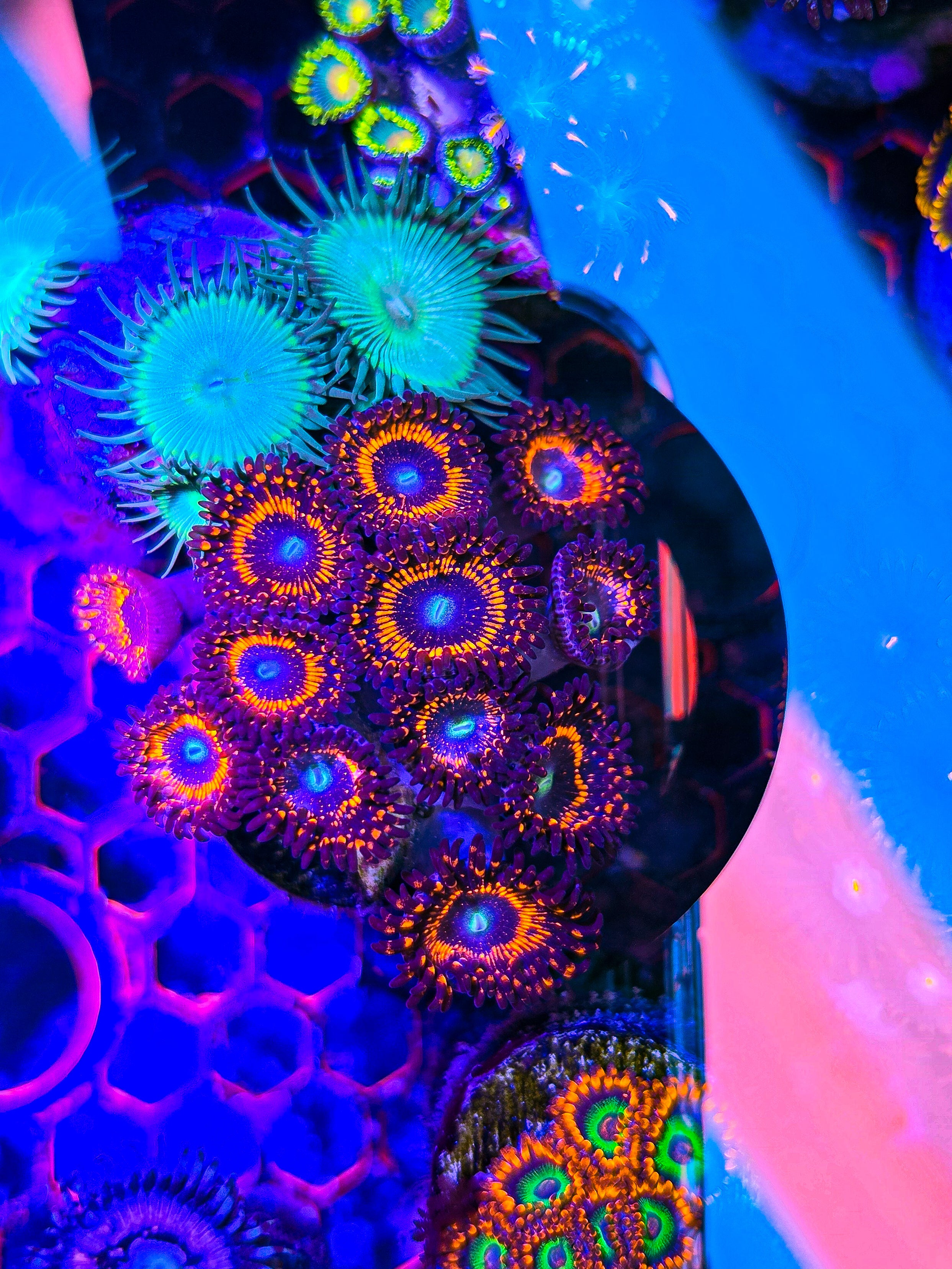 Illuminati Zoa Mini Colony