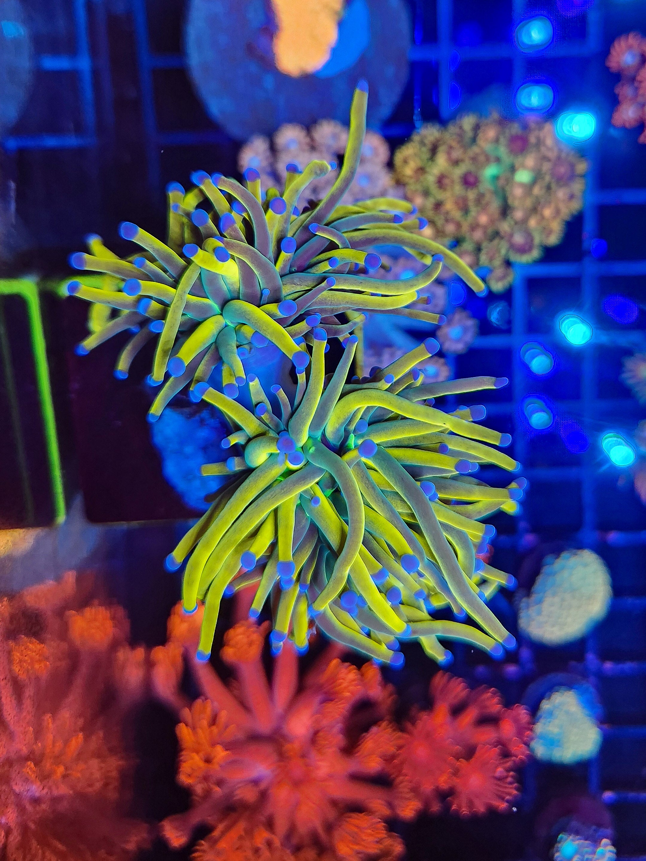 2Head Dragon Tamer torch (WI Grown)