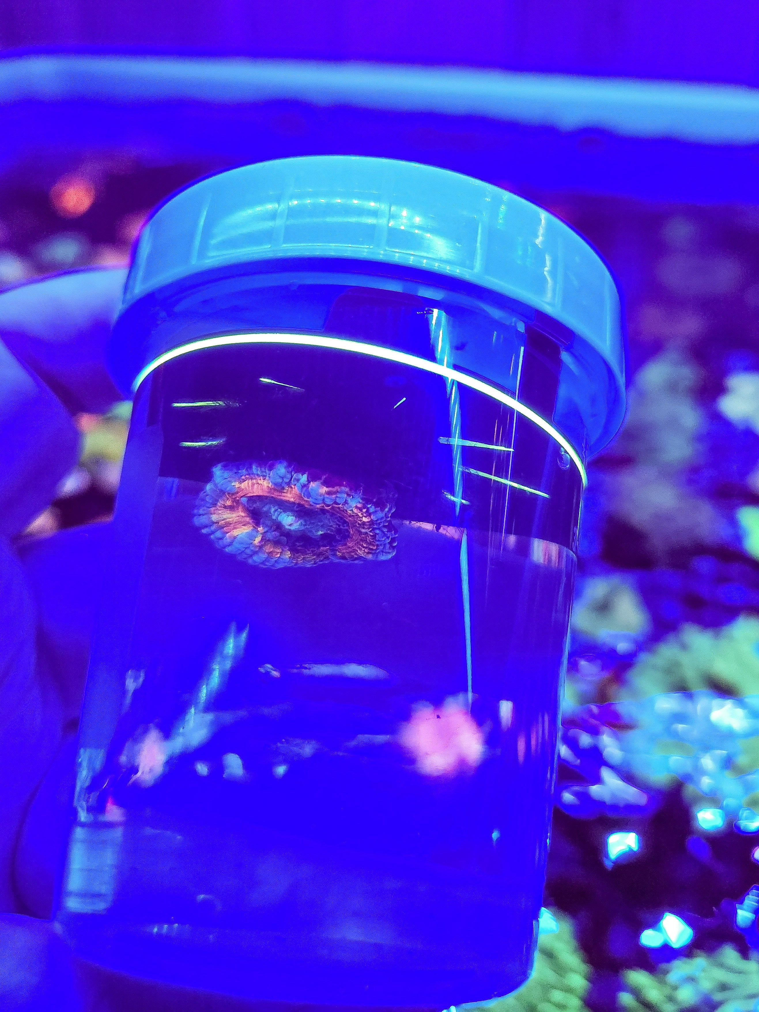 STL:  Specimen Cup Transport Lock for Reef Corals