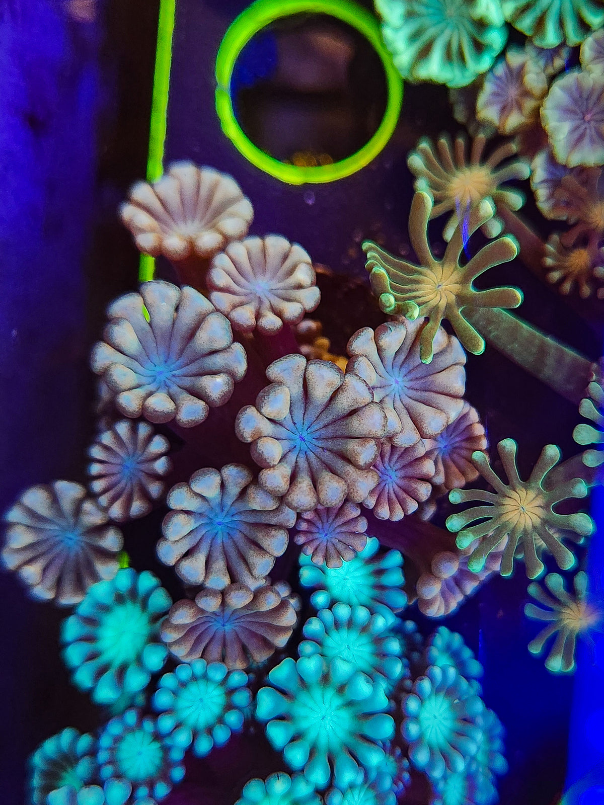 Rainbow Alveopora