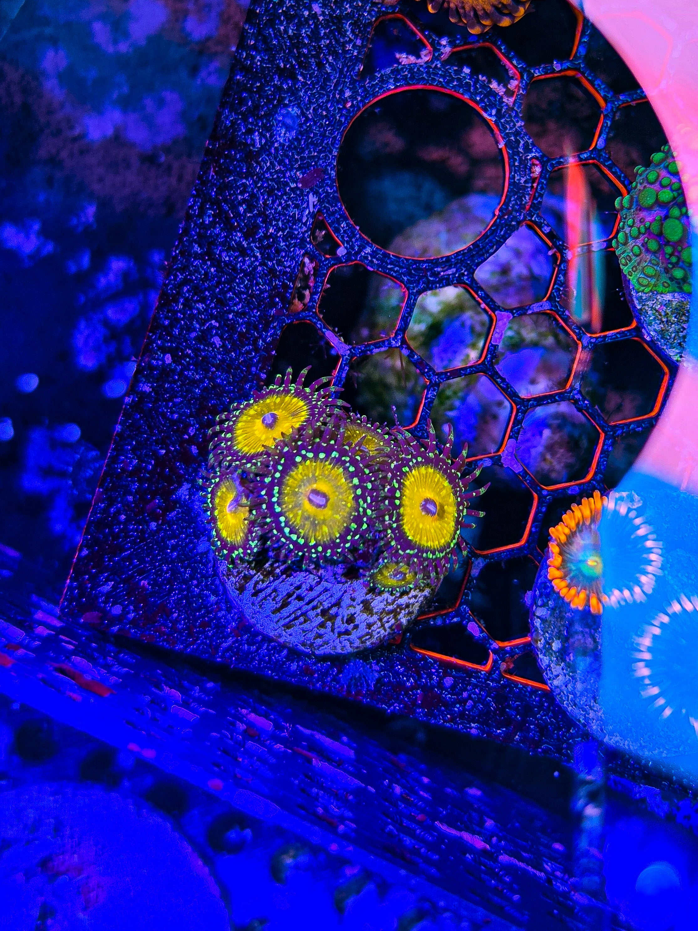 God Beast Zoa