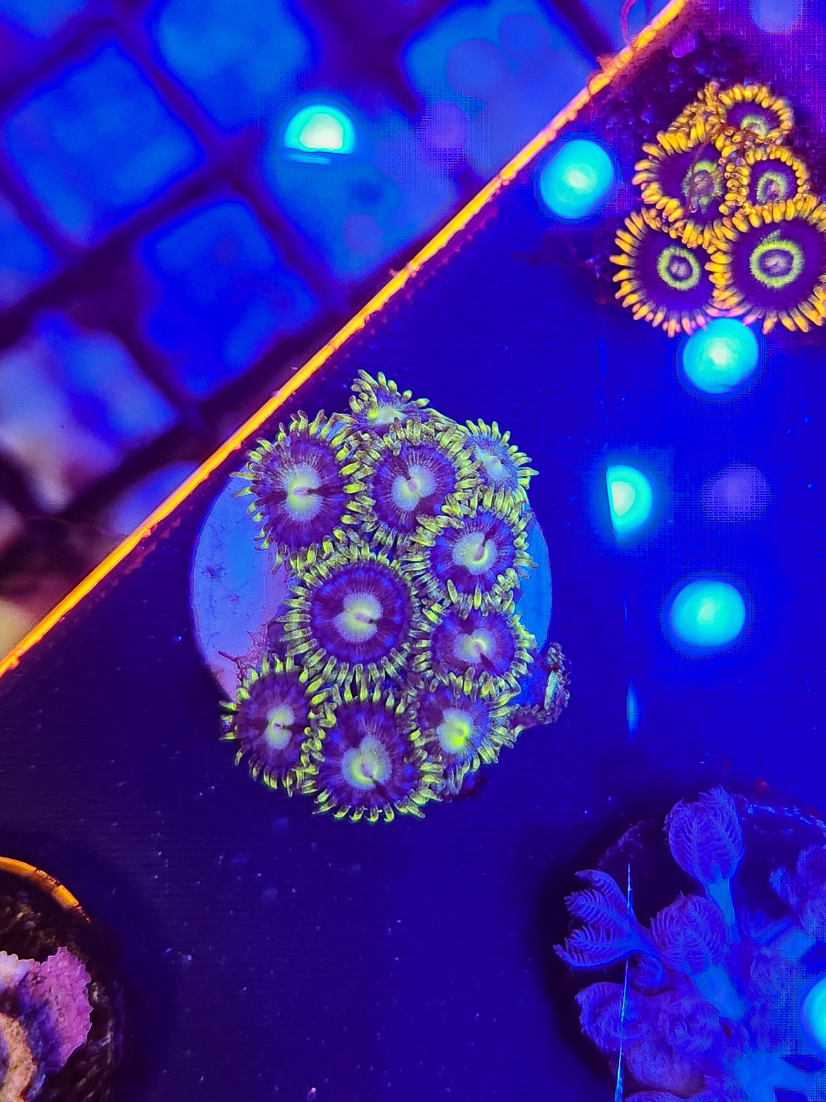 Night King Zoas